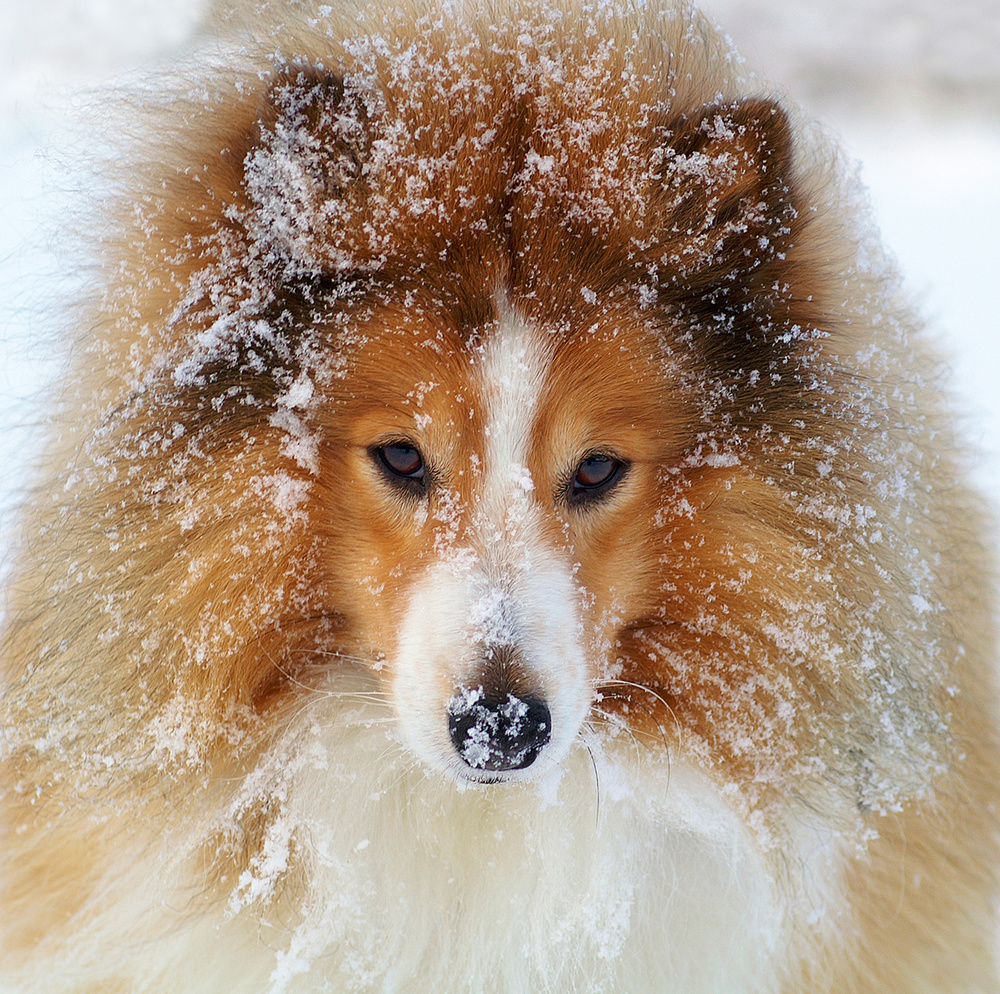 Sheltie dog von Allan Wallberg