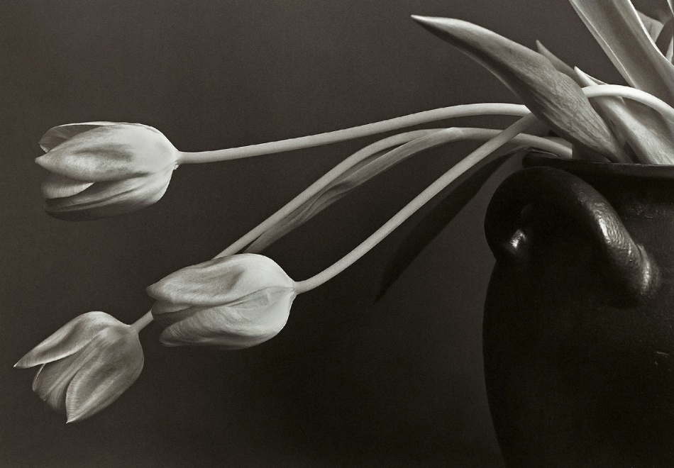 Tulips. von Allan Wallberg