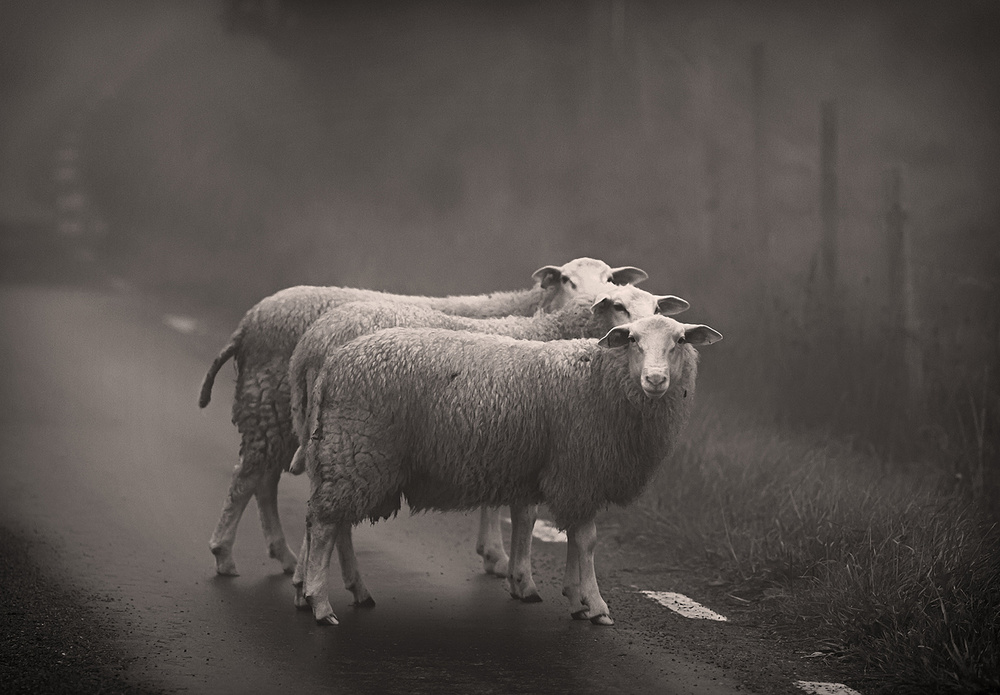 Lost on the way von Allan Wallberg