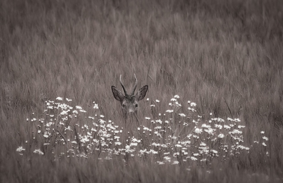 Hidden behind flowers von Allan Wallberg