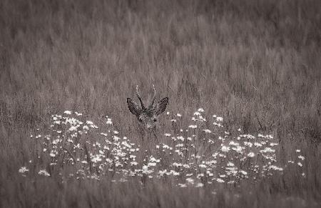 Hidden behind flowers