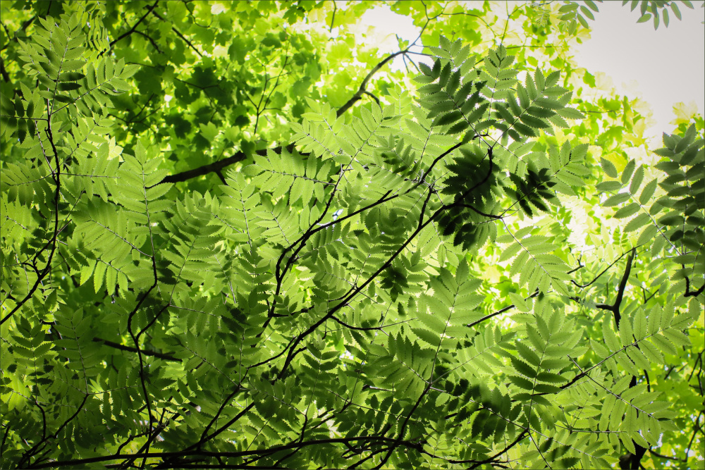 Rowan Tree Canopy von Alyson Fennell