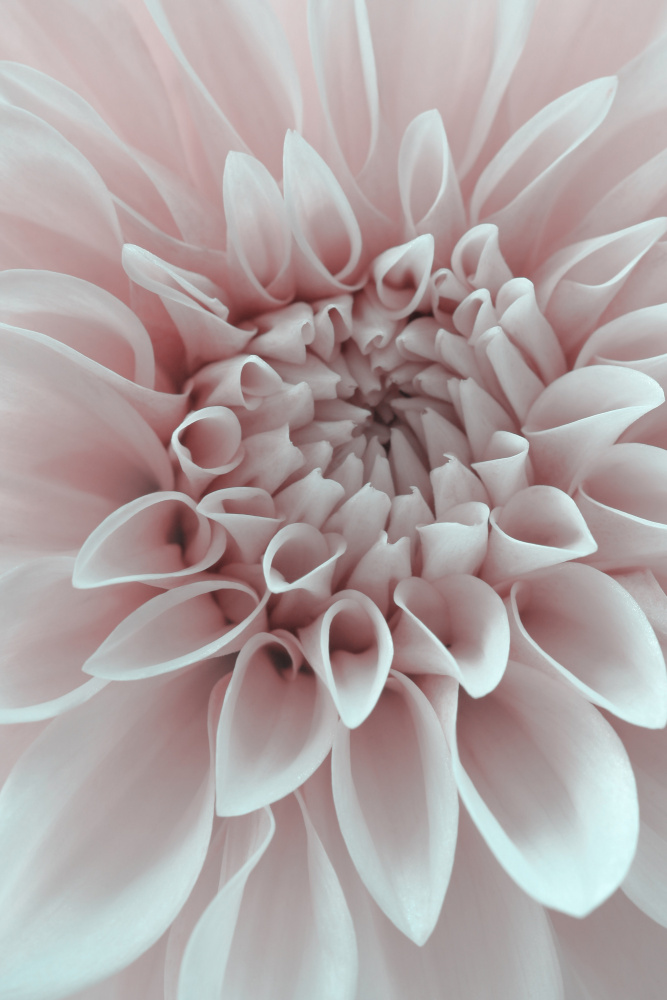 Cafe Au Lait Dahlia Closeup von Alyson Fennell