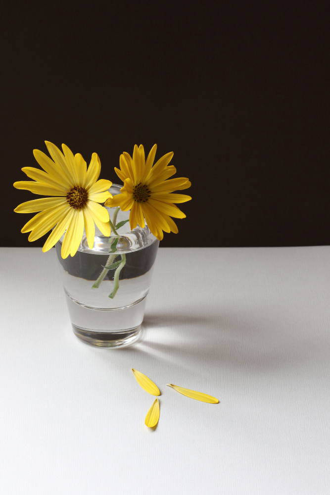 Yellow Daisy Still Life von Alyson Fennell