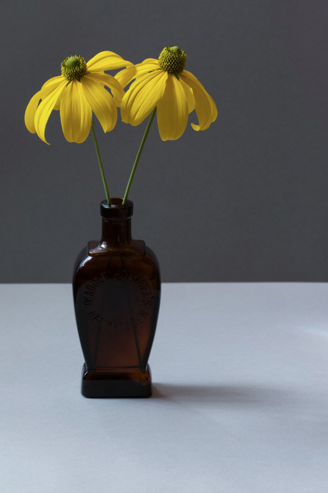 Yellow Rudbeckia Still Life von Alyson Fennell