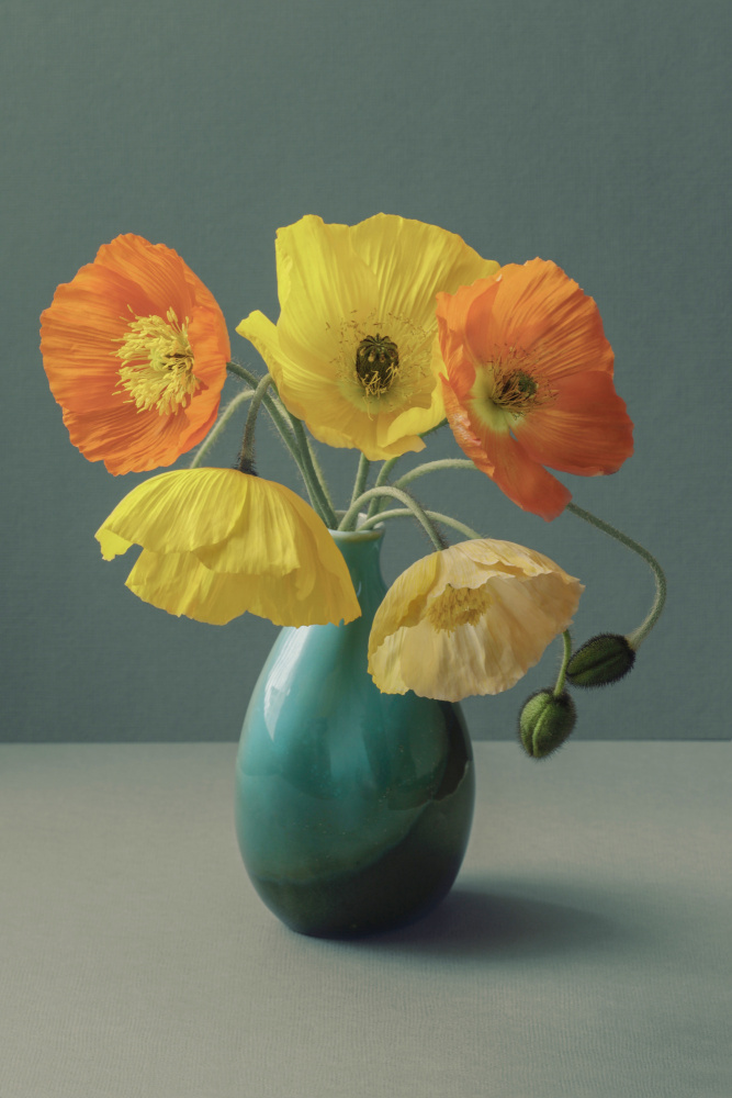 Icelandic Poppy Still Life von Alyson Fennell