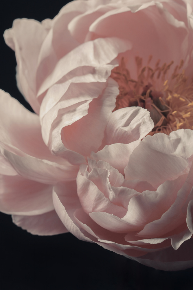 Coral Peony Flower Closeup von Alyson Fennell