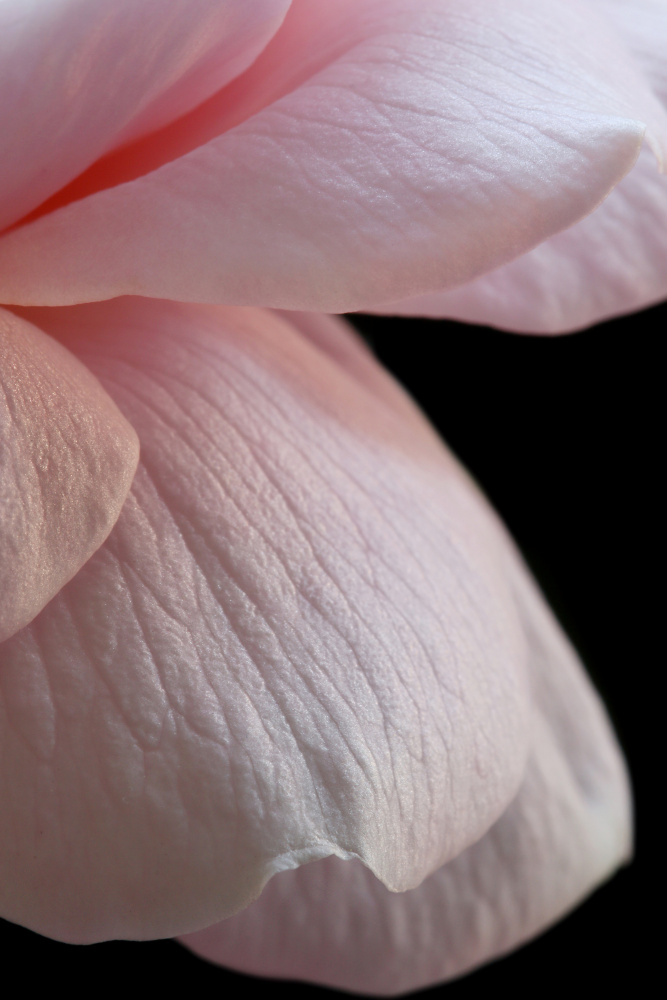 Pink English Rose Closeup von Alyson Fennell