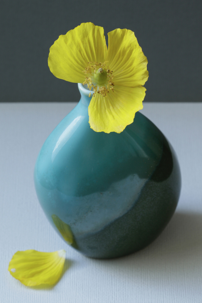 Yellow Welsh Poppy Still Life Closeup von Alyson Fennell