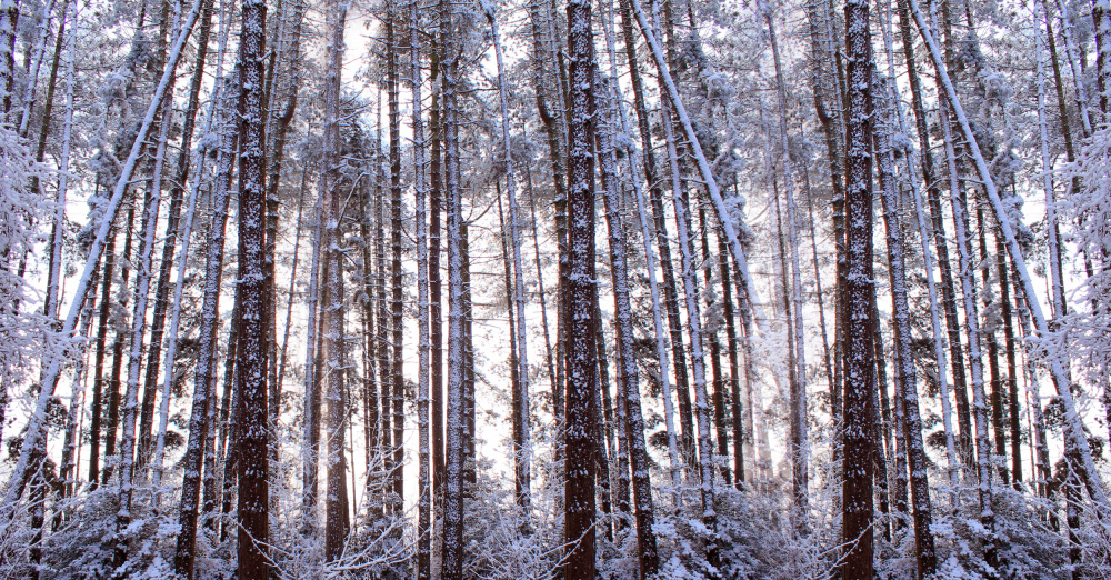 Panoramic Winter Pine Trees von Alyson Fennell