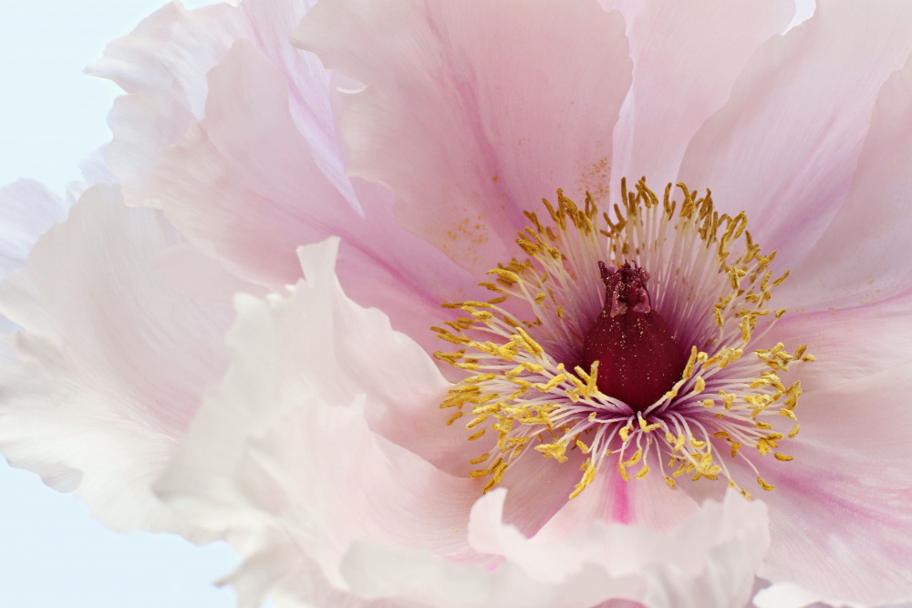 Pink Tree Peony Flower von Alyson Fennell