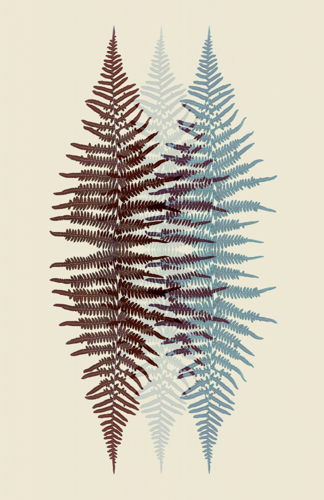 Chocolate and Teal Fern von Alyson Fennell