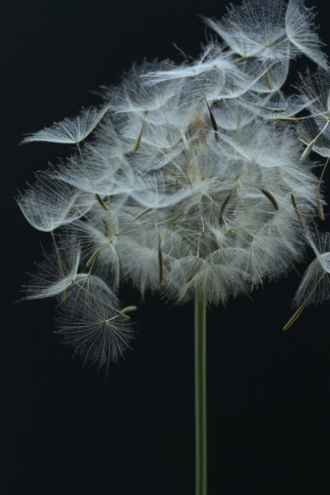 Salsify Seed Head von Alyson Fennell