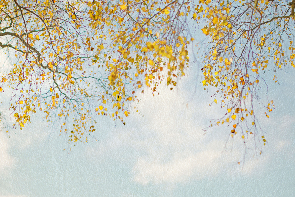 Silver Birch Leaves On Blue Sky von Alyson Fennell