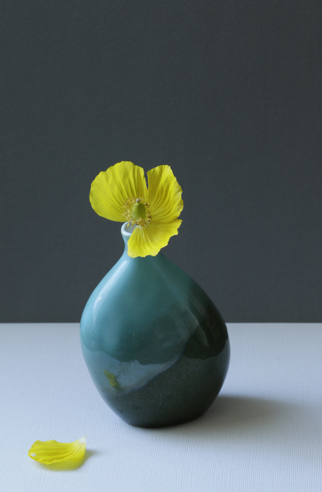 Yellow Welsh Poppy Still Life von Alyson Fennell