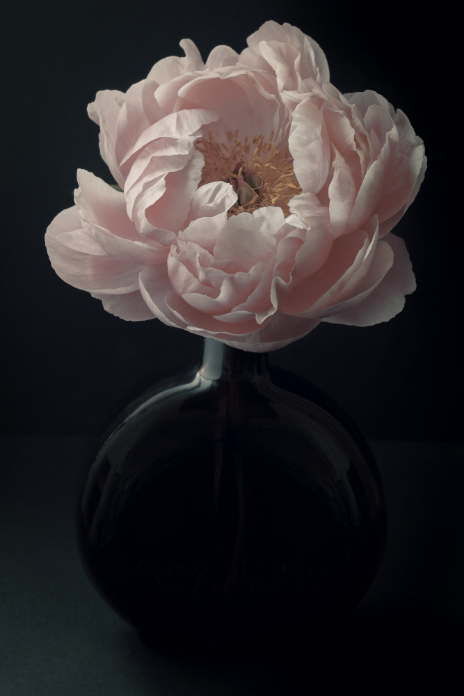 Coral Peony Flower Still Life von Alyson Fennell