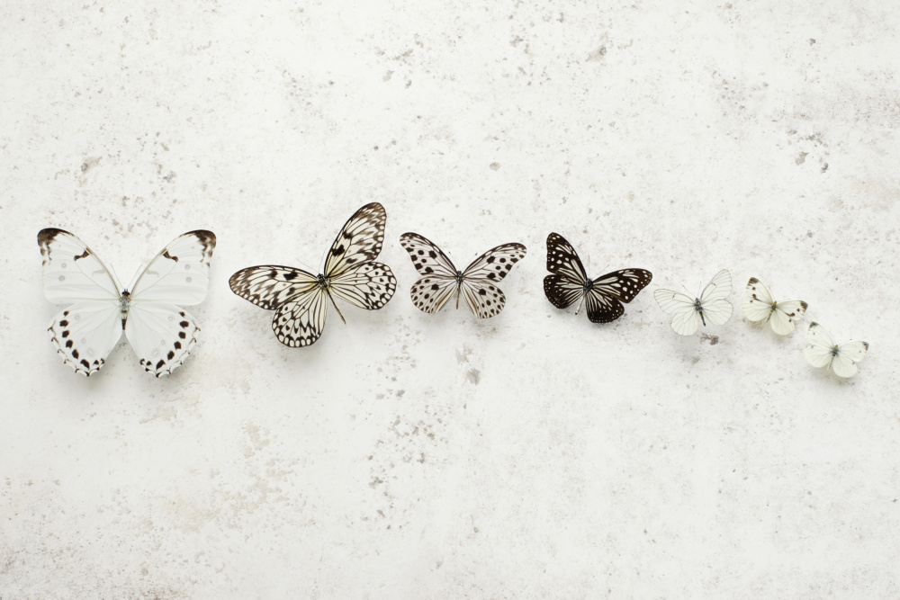 Dancing Speckled Butterflies von Alyson Fennell