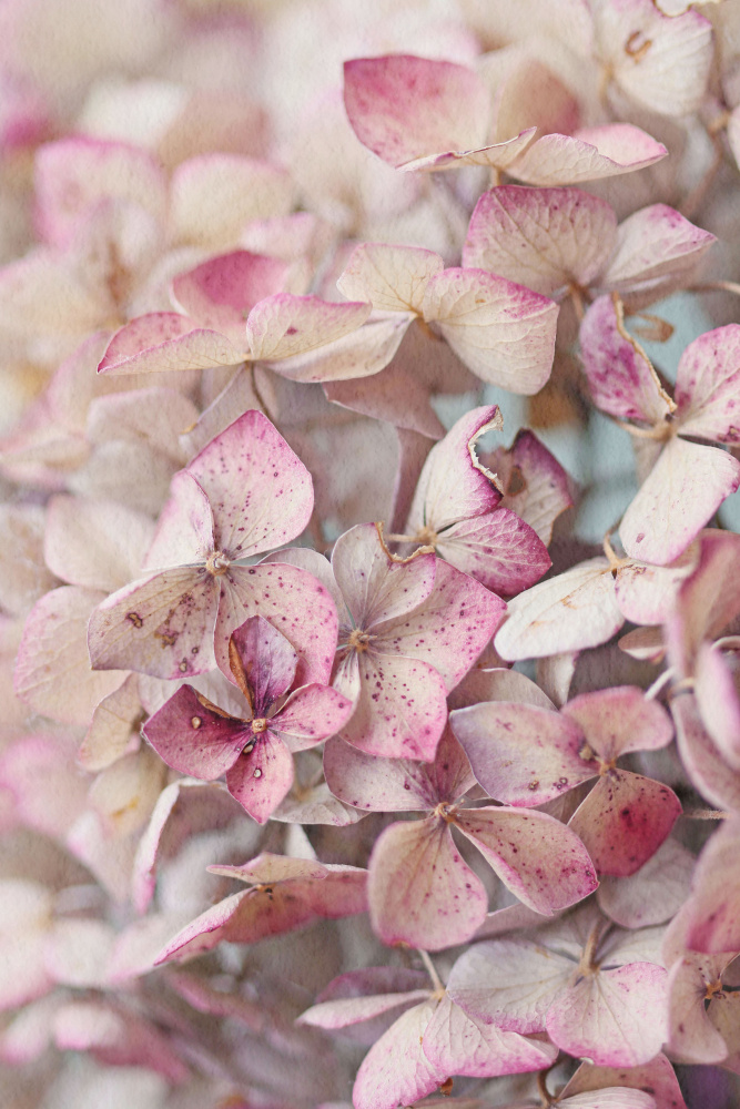 Vintage Pink Hydrangea Petals von Alyson Fennell