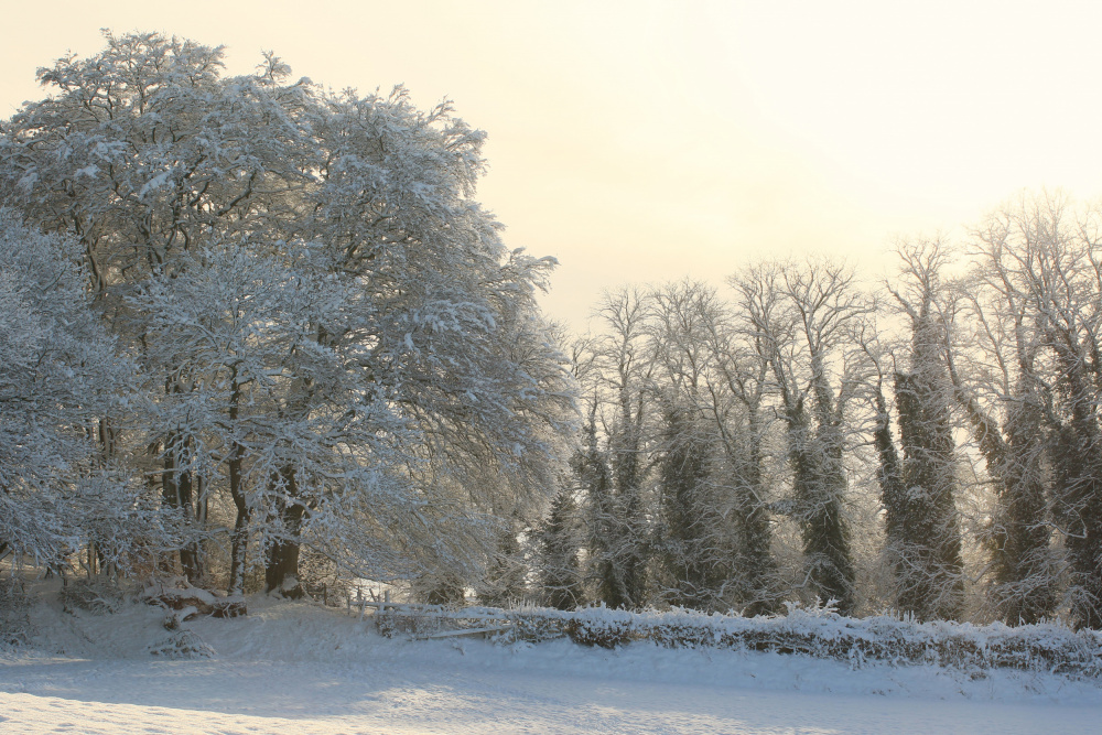 Woods in the snow von Alyson Fennell