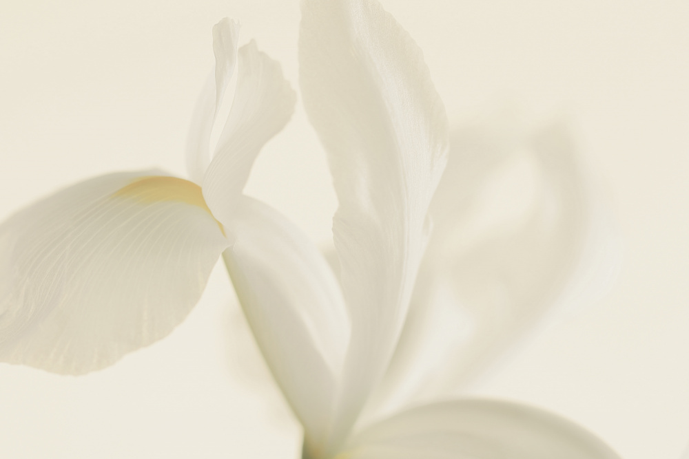 White Iris Flower Close Up von Alyson Fennell