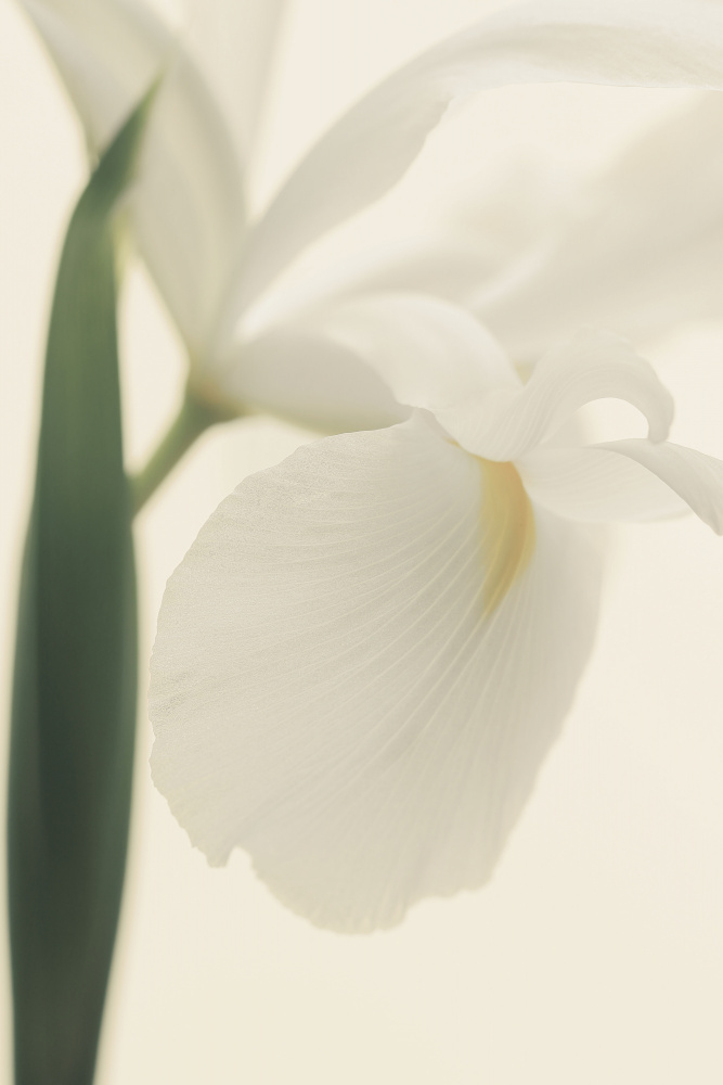 White Iris Flower Ii Pictufy von Alyson Fennell