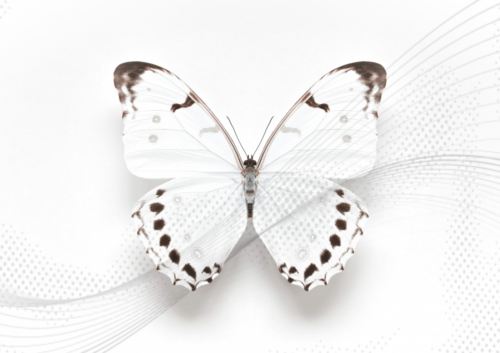 White Butterfly Swirl von Alyson Fennell