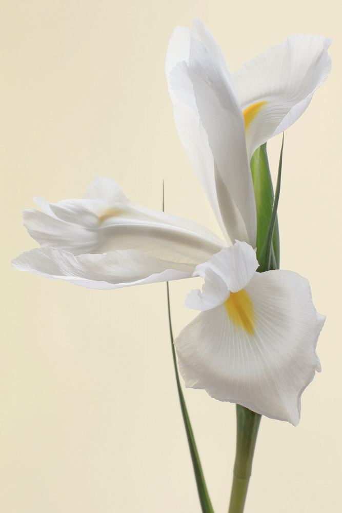 White Iris Flower Portrait von Alyson Fennell