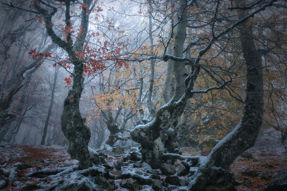 Late autumn von Amador Funes