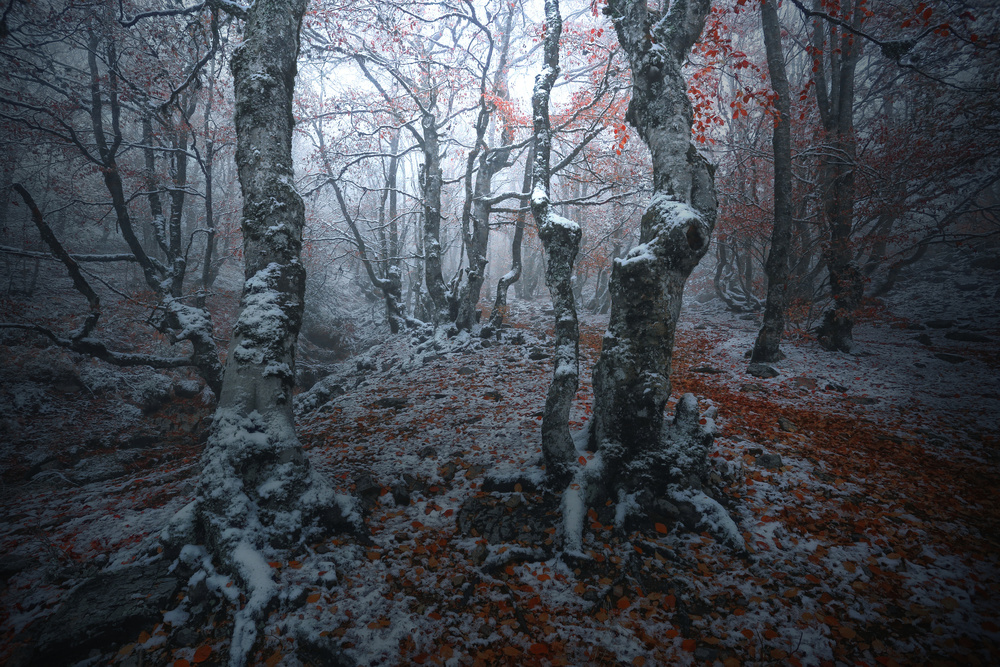 Forest gates von Amador Funes