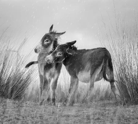 Burros in rainfall