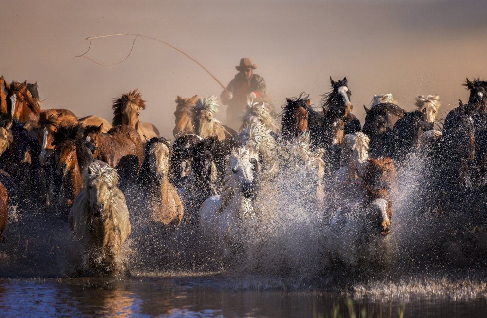 Invincible Mongolian horses von AmandaLee