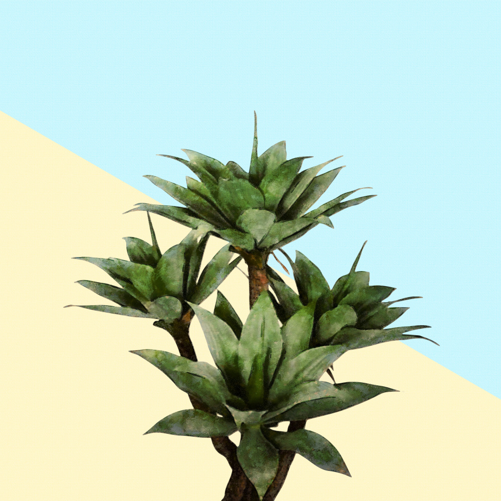 Agave 02 von amini54