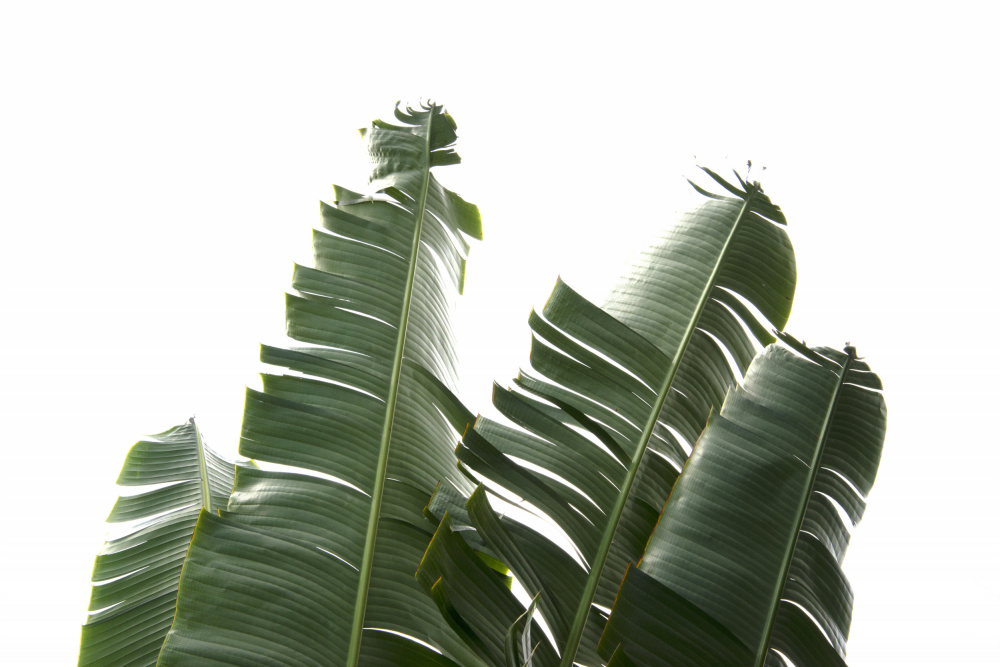 Banana Leaves Foliage Photo von amini54