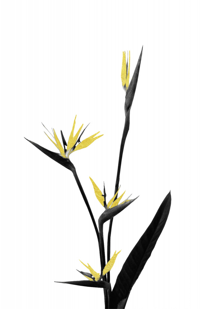 Flower Minimal Black and Gold 05 von amini54