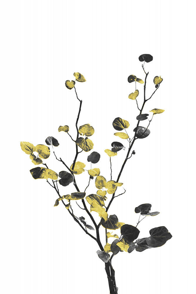 Flower Minimal Black and Gold 07 von amini54