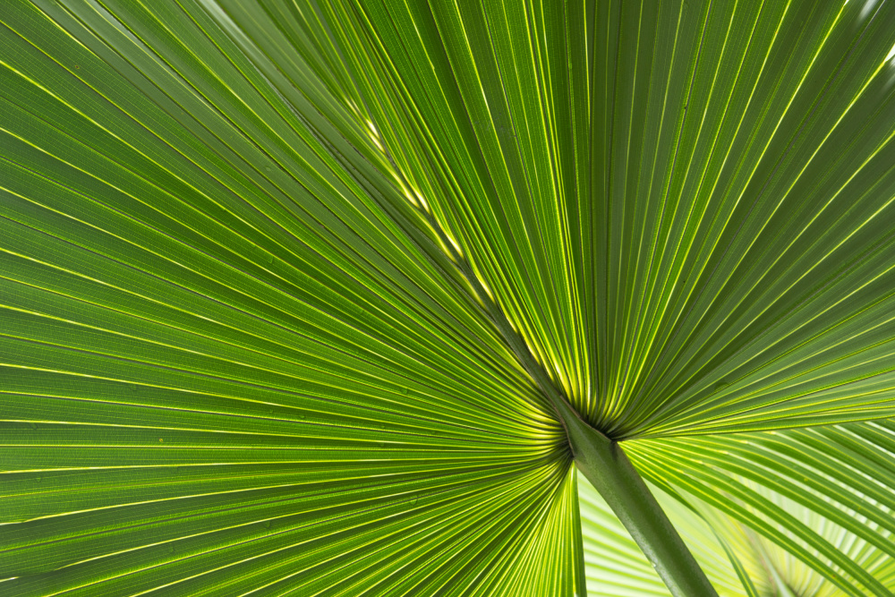 Fan Palm Leaves Photo 01 von amini54