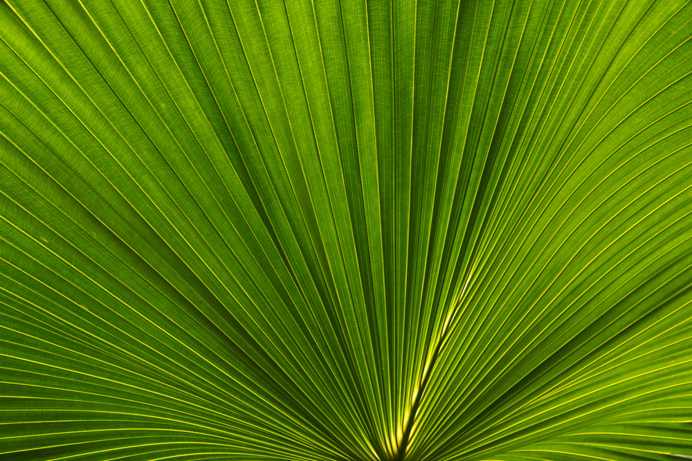 Fan Palm Leaves Photo 02 von amini54