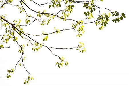 Green Tree Foliage Photo I