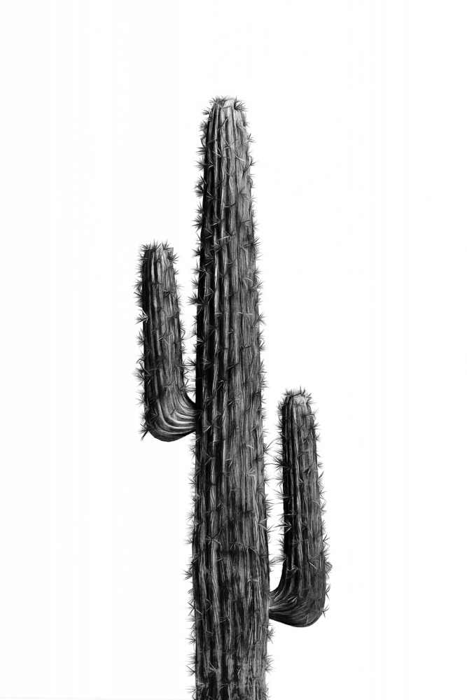 Cactus Black and White 01 von amini54