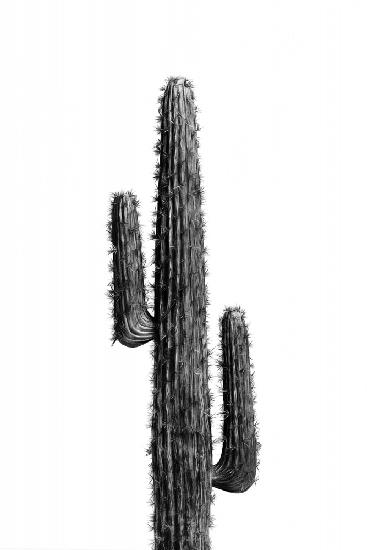 Cactus Black and White 01