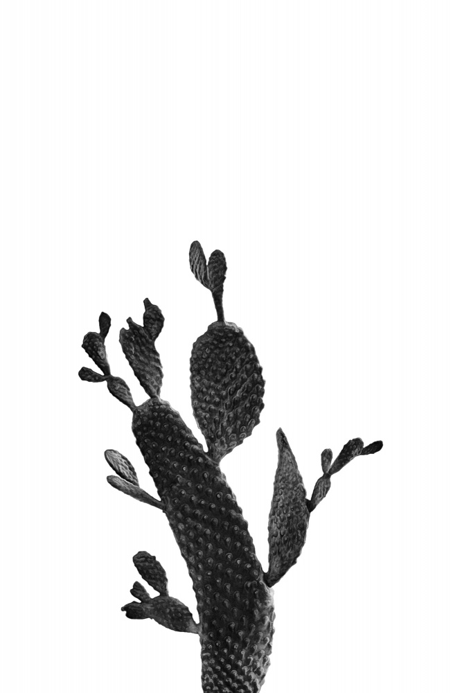 Cactus Black and White 02 von amini54