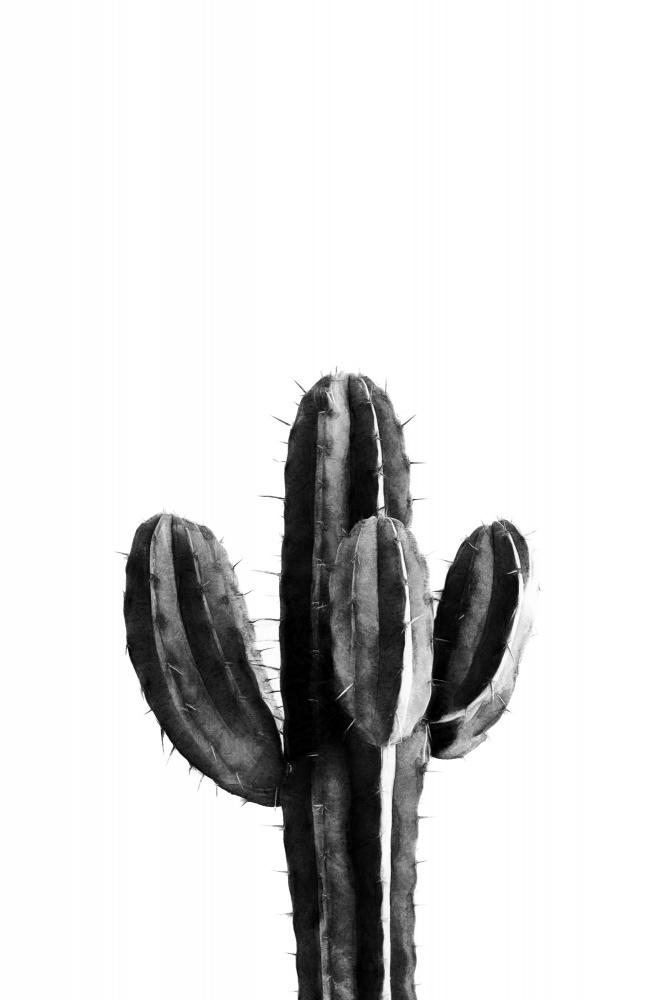 Cactus Black and White 03 von amini54