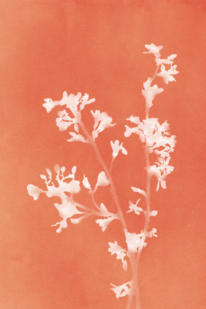 Monograph Orange Flowers von amini54