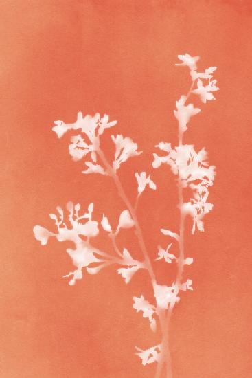 Monograph Orange Flowers