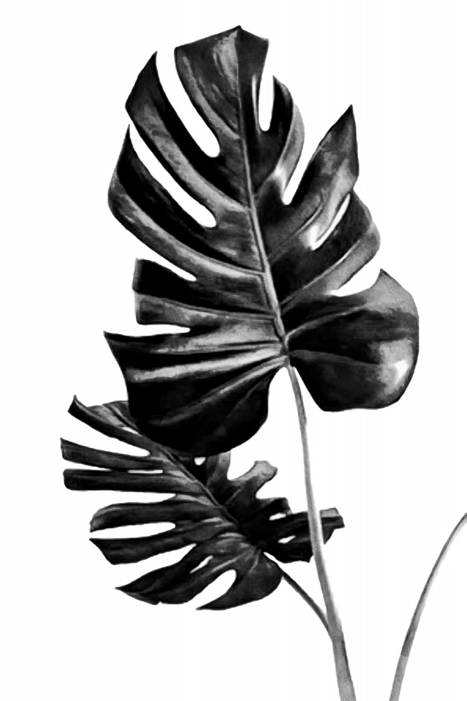 Monstera Black and White 01 von amini54