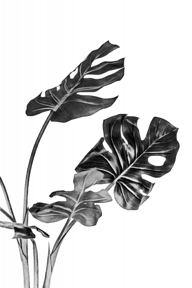 Monstera Black and White 02 von amini54