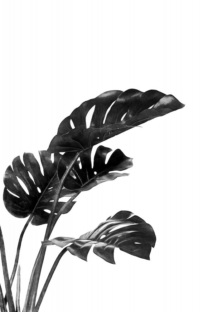 Monstera Black and White 03 von amini54