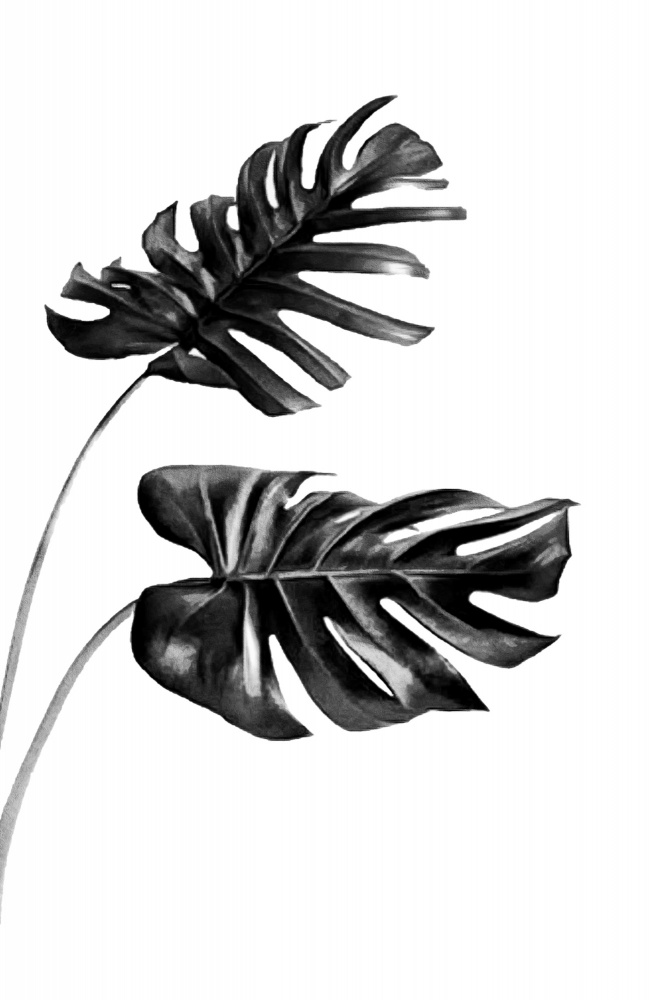 Monstera Black and White 04 von amini54