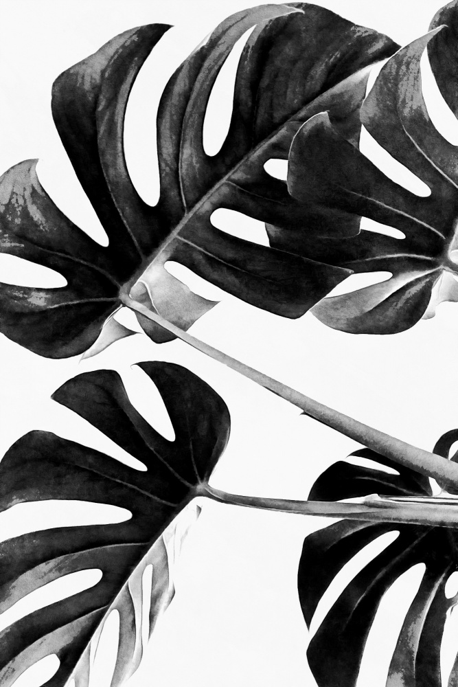 Monstera Black and White 05 von amini54