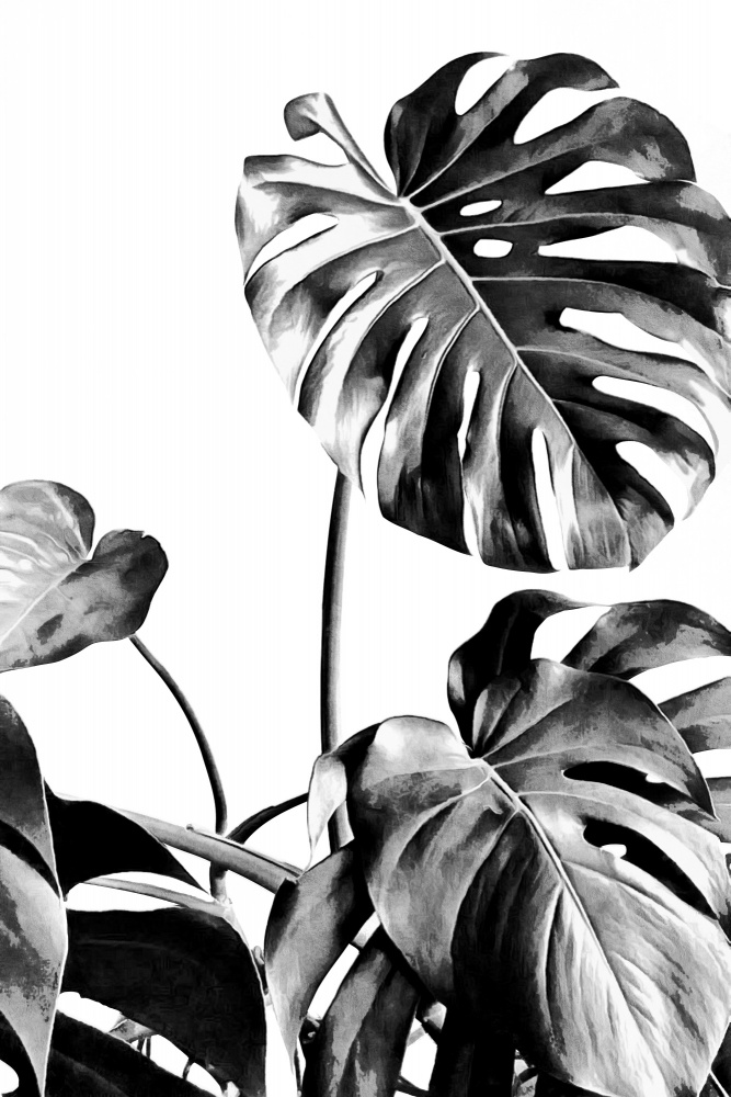 Monstera Black and White 07 von amini54